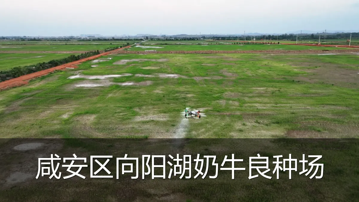咸安区向阳湖奶牛良种场